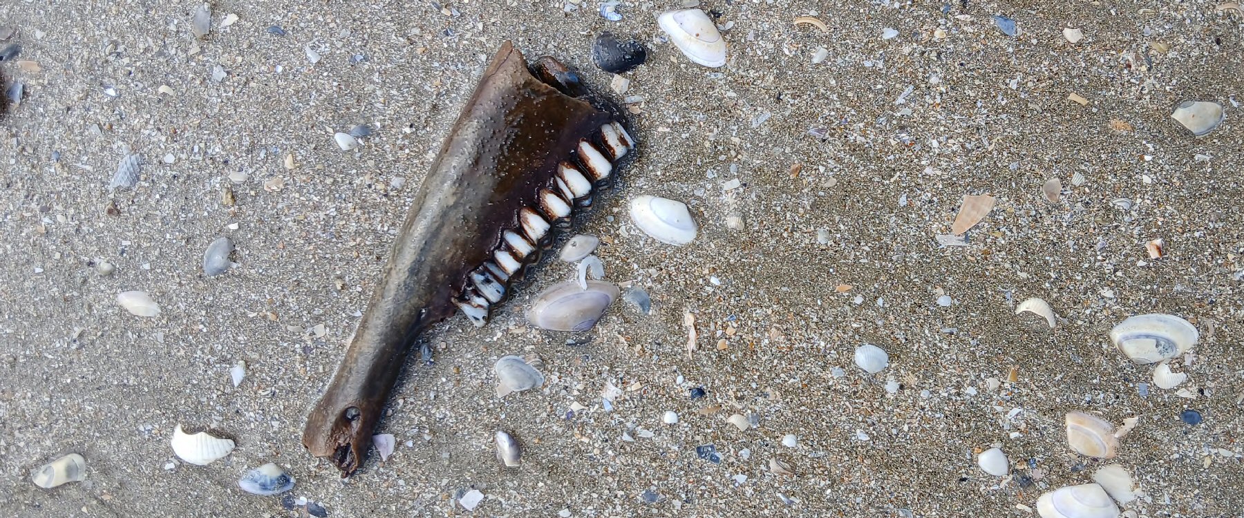 Album Strandwanderungen