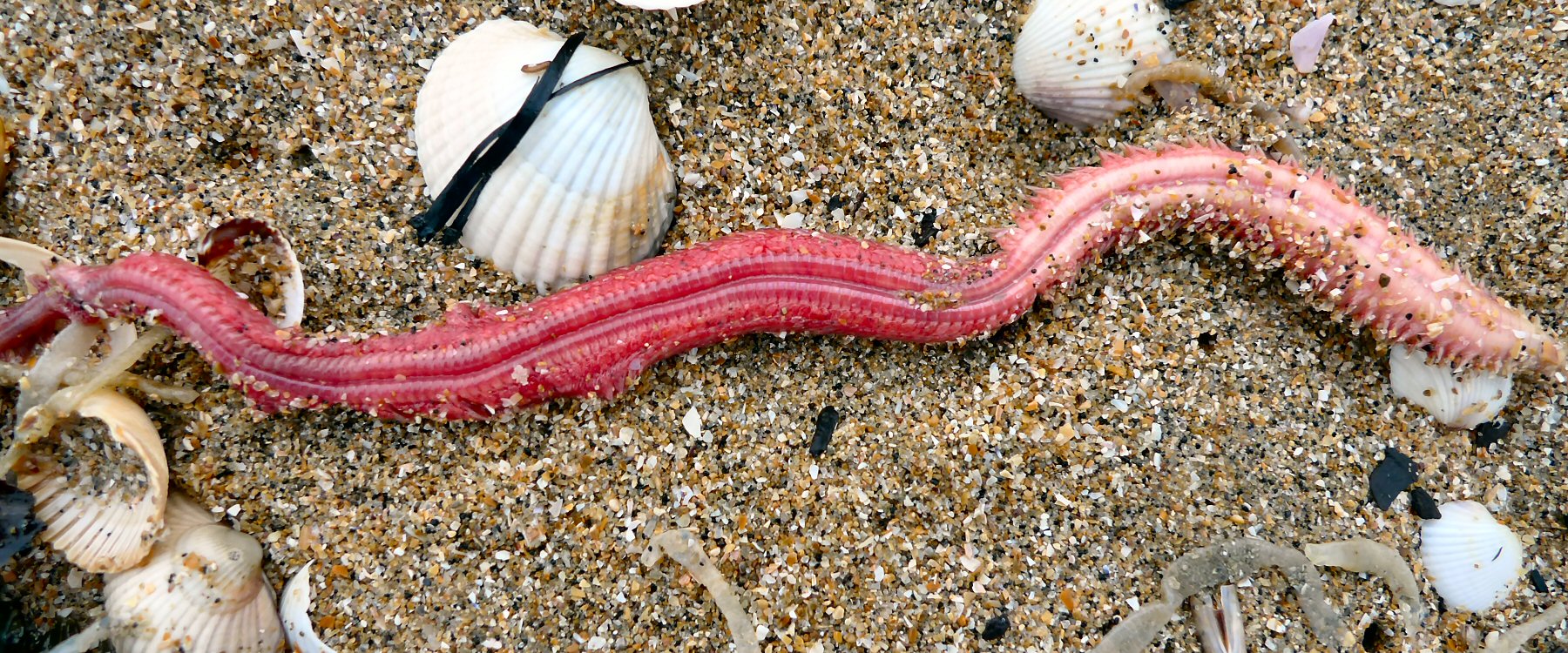 Album Strandwanderungen