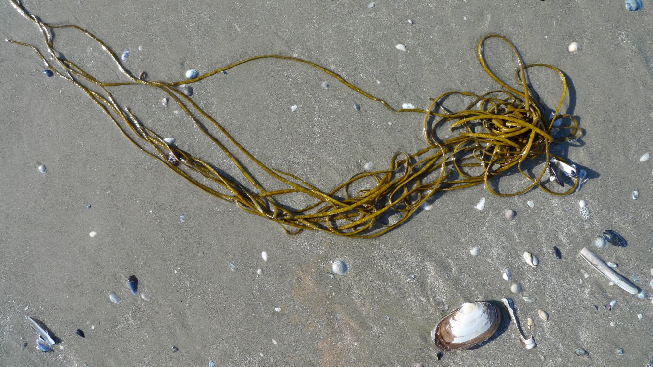 Album Strandwanderungen