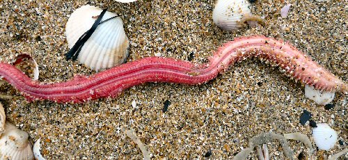Strandwanderungen