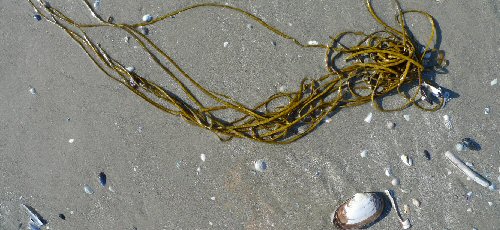 Strandwanderungen