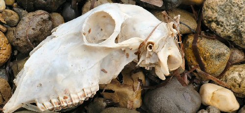 Strandwanderungen
