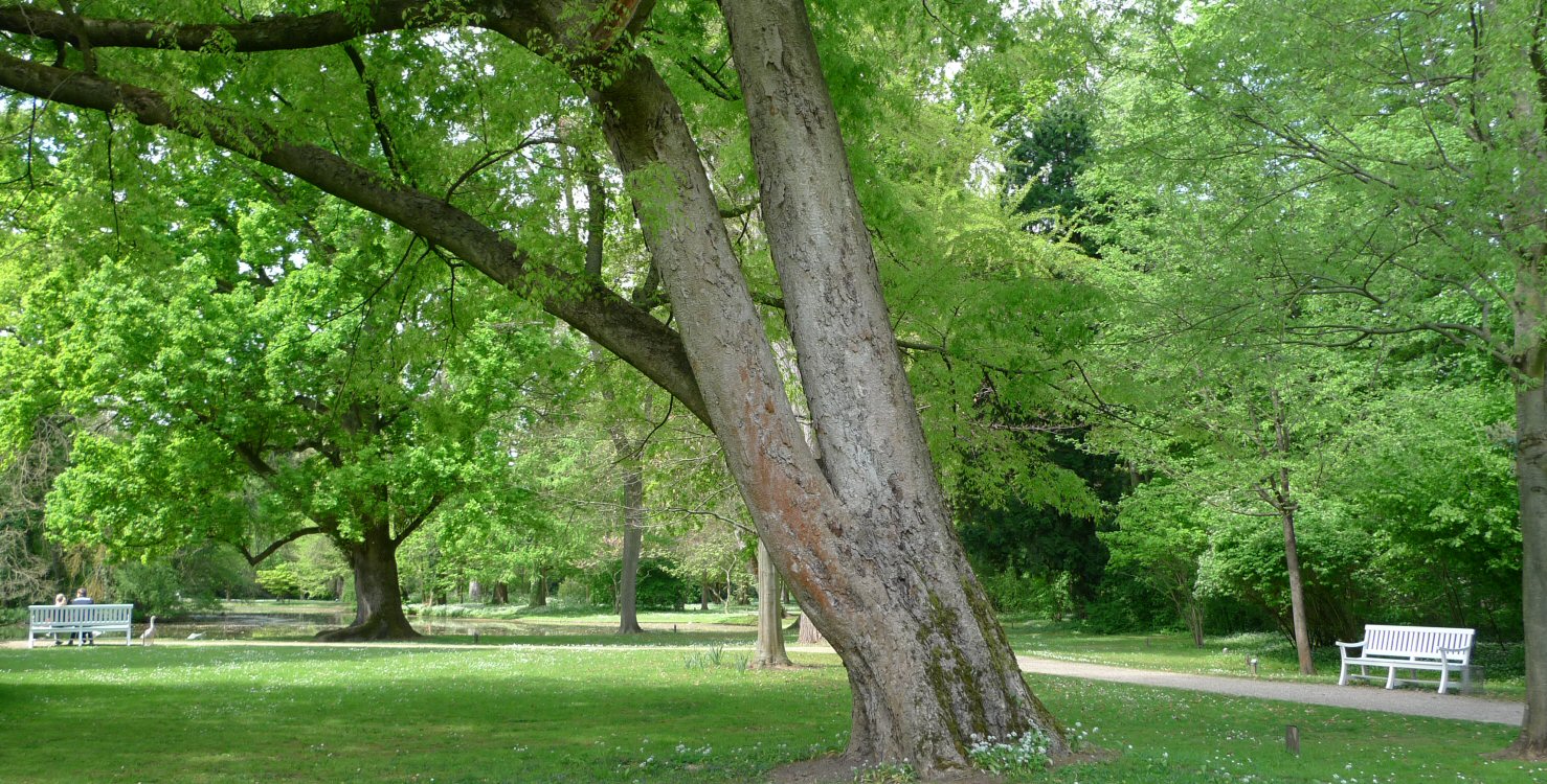 Arboretum