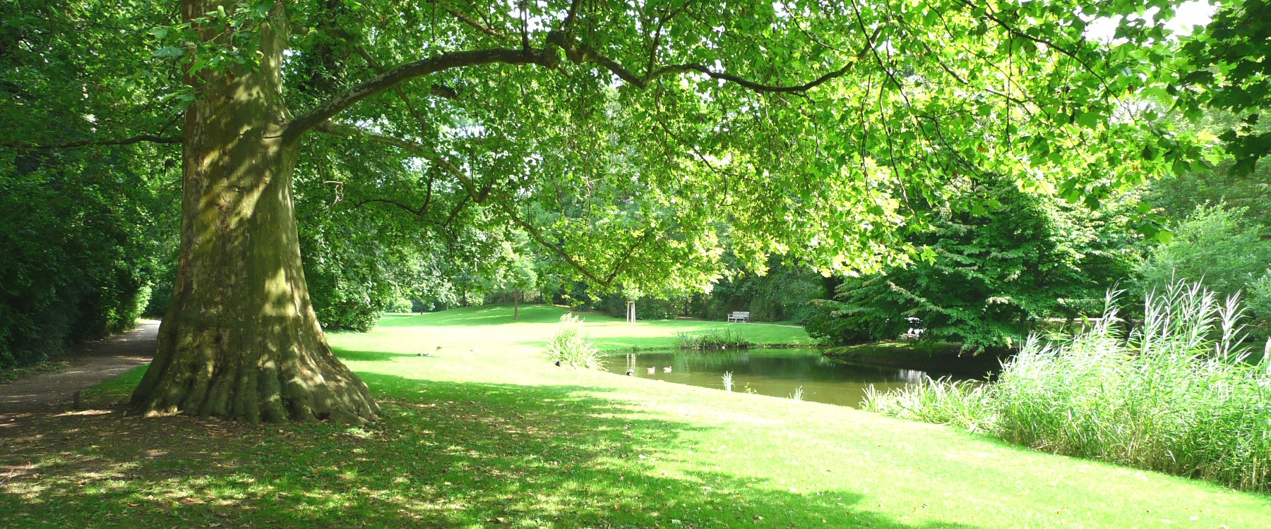 Arborium