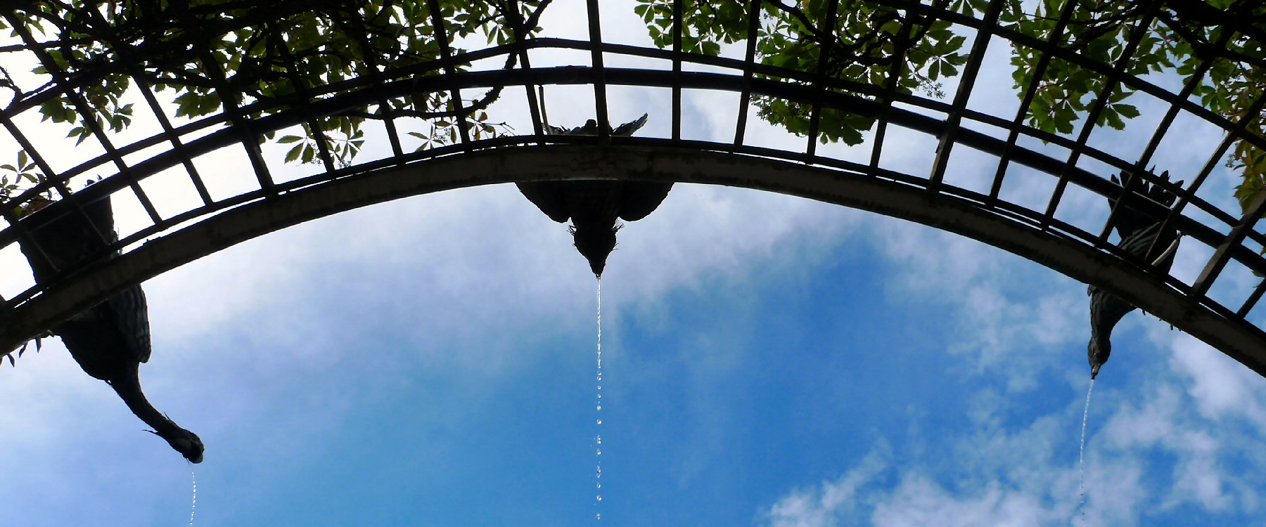 Wasserspeiende Vögel