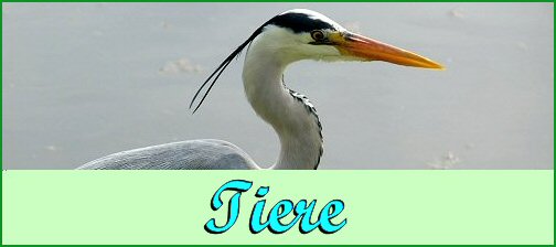 Tiere
