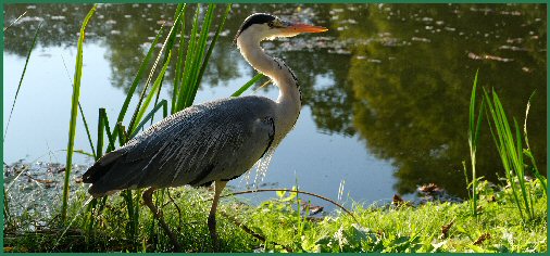 Tiere im Schlossgarten