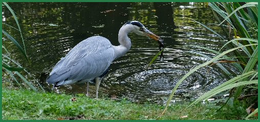 Tiere im Schlossgarten