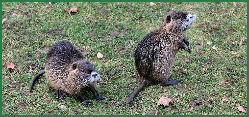 Tiere im Schlossgarten