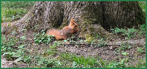 Tiere im Schlossgarten