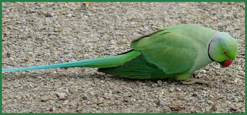 Tiere im Schlossgarten