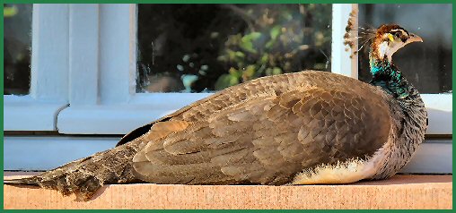 Tiere im Schlossgarten