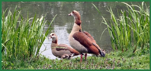 Tiere im Schlossgarten