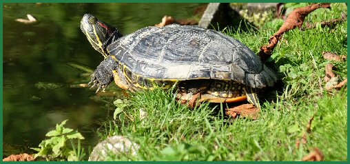 Tiere im Schlossgarten