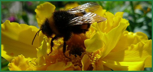 Tiere im Schlossgarten