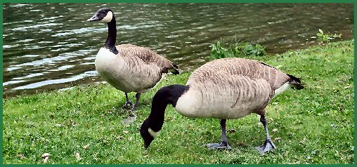 Tiere im Schlossgarten