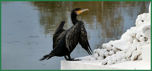 Tiere im Schlossgarten