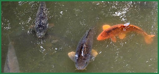 Tiere im Schlossgarten