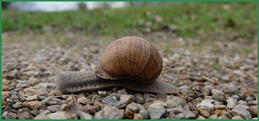 Tiere im Schlossgarten