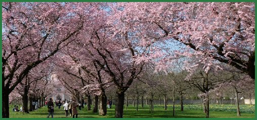 Frühling im Schlossgarten