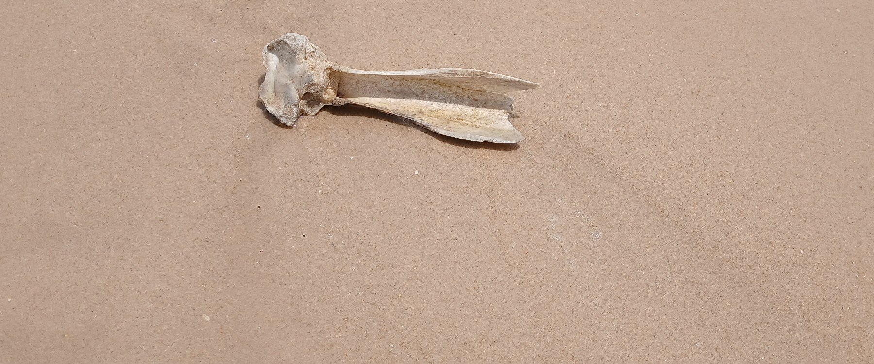 Album Strandwanderungen