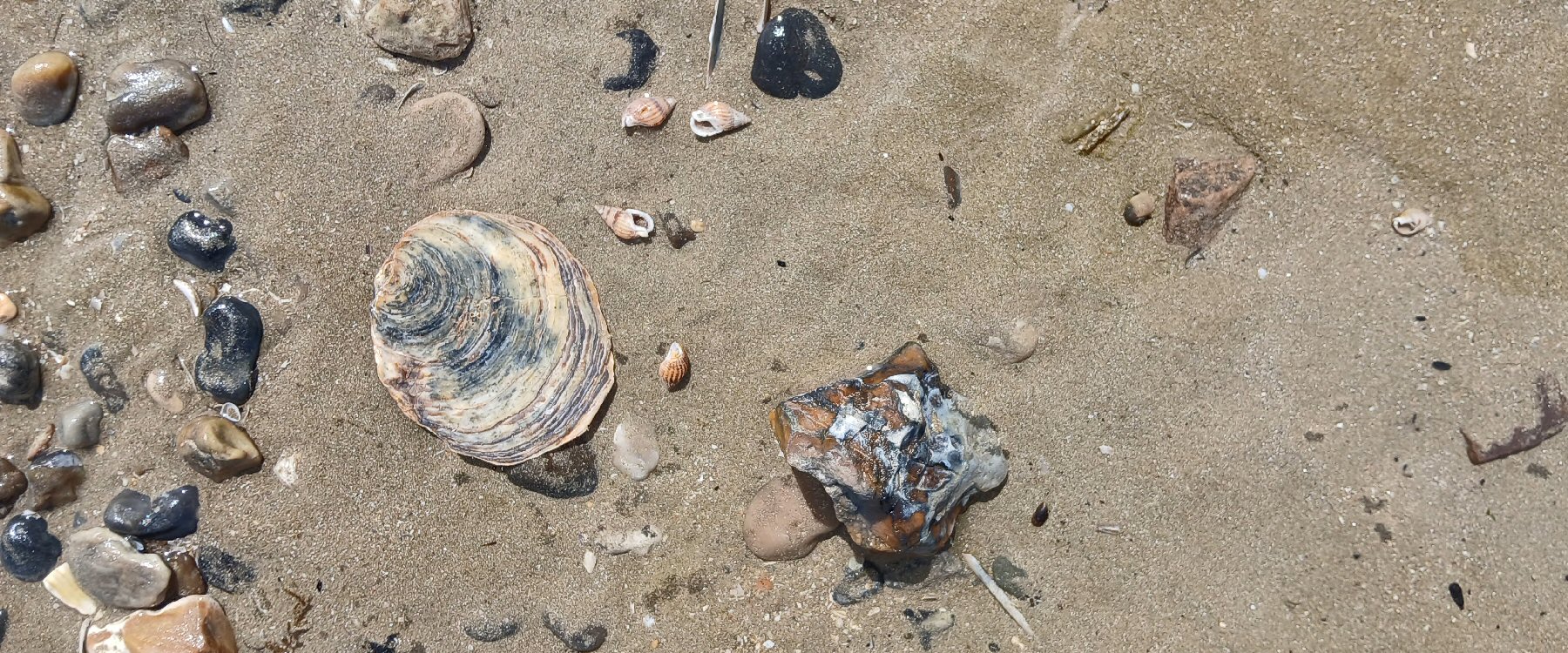 Album Strandwanderungen