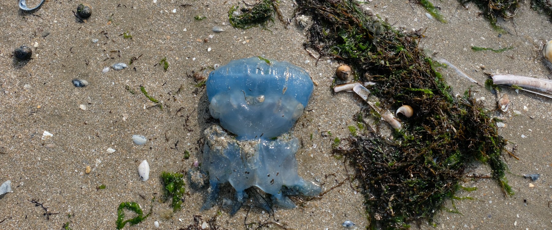 Album Strandwanderungen