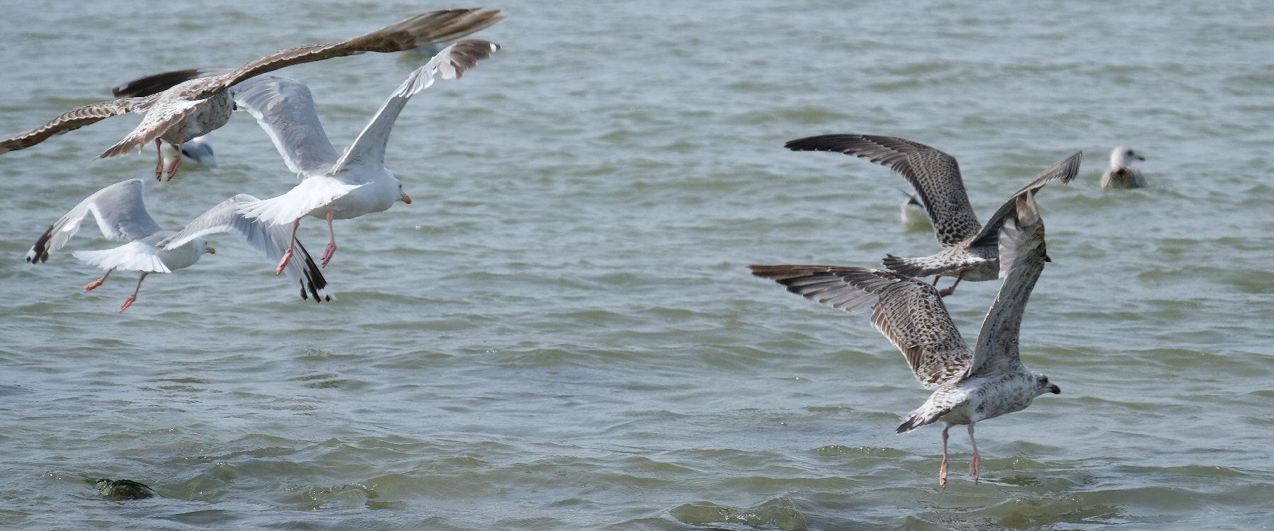 Album Strandwanderungen