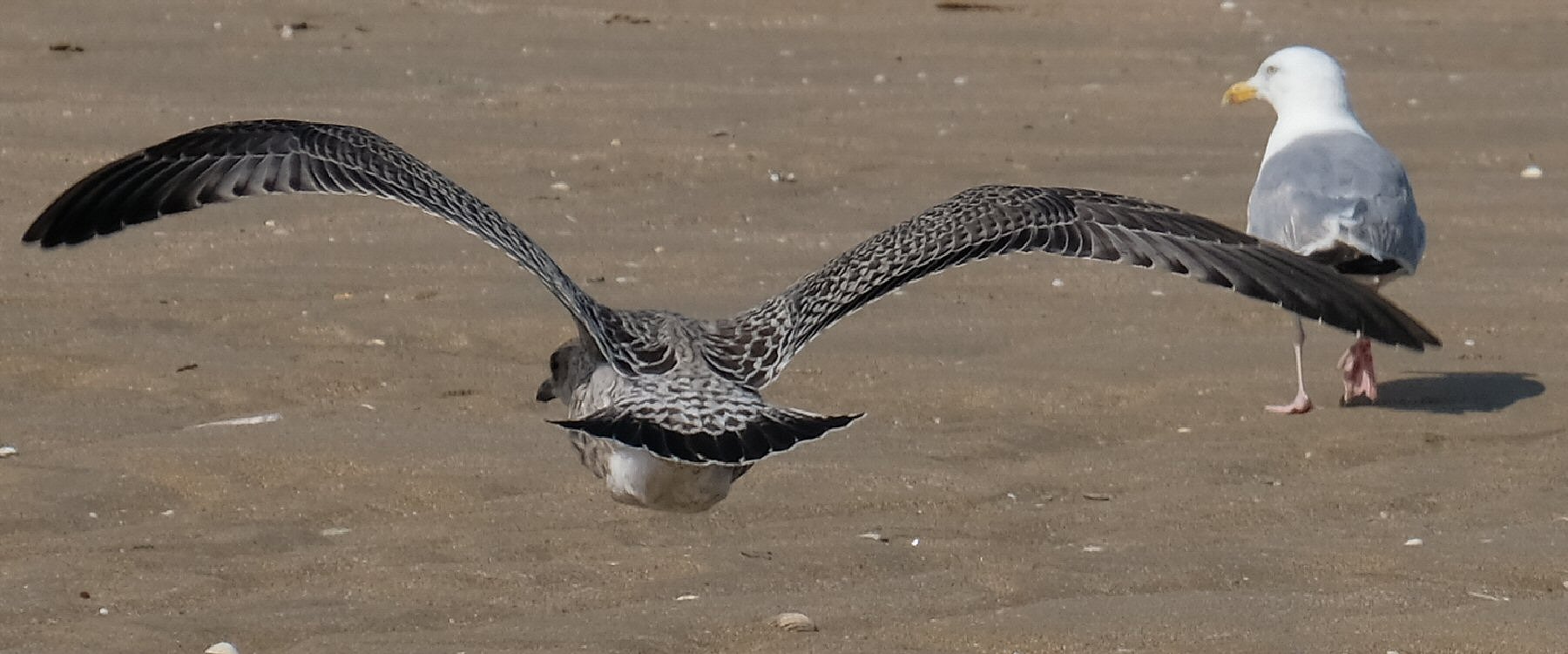 Album Strandwanderungen