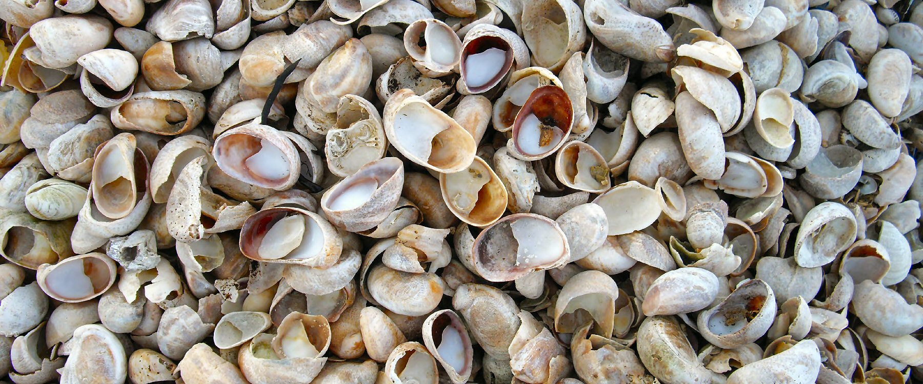 Album Strandwanderungen