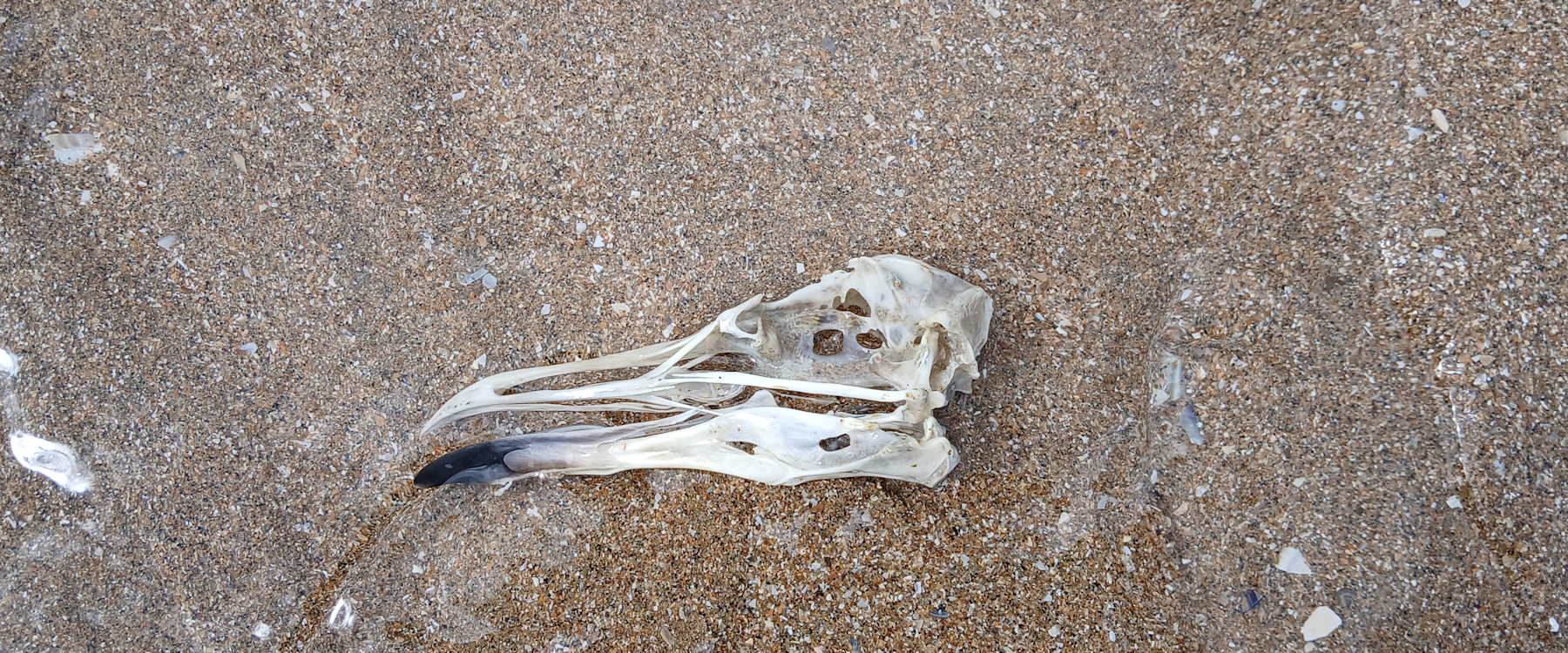 Album Strandwanderungen