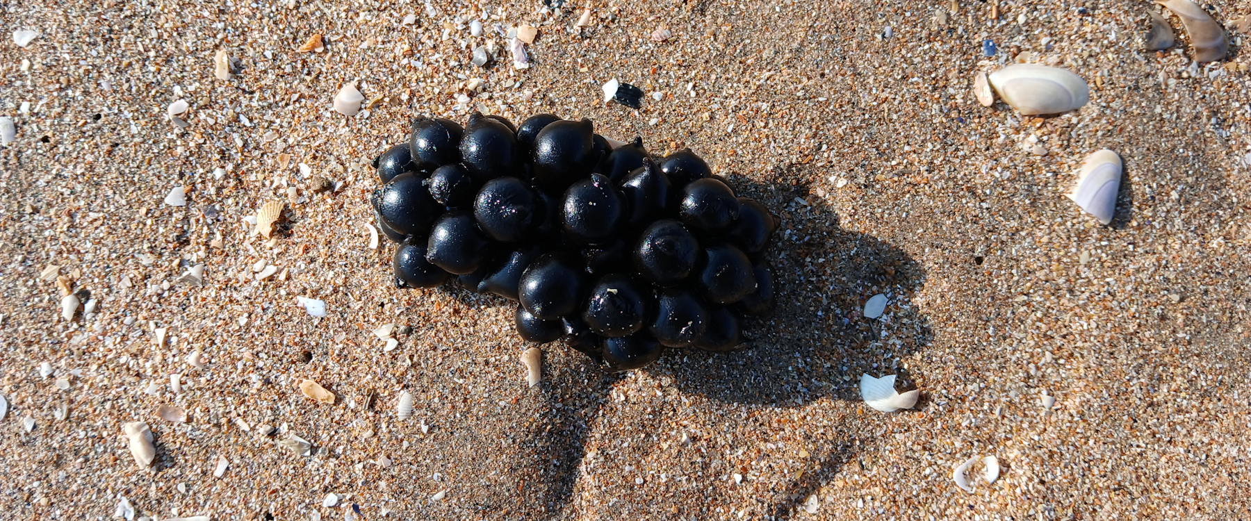 Album Strandwanderungen