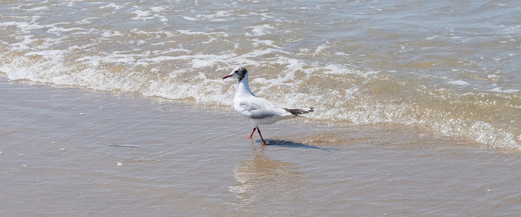 Album Strandwanderungen