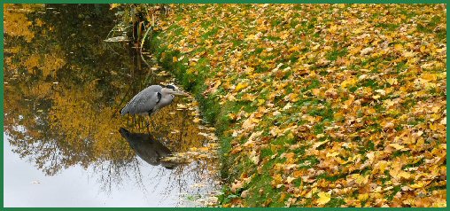 Herbst im Schlossgarten